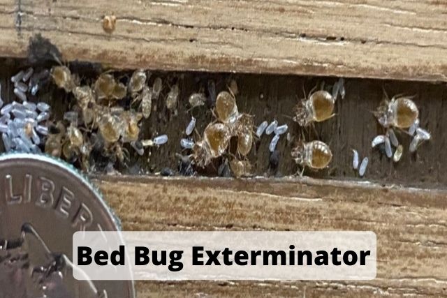 Bed Bug Control Locations