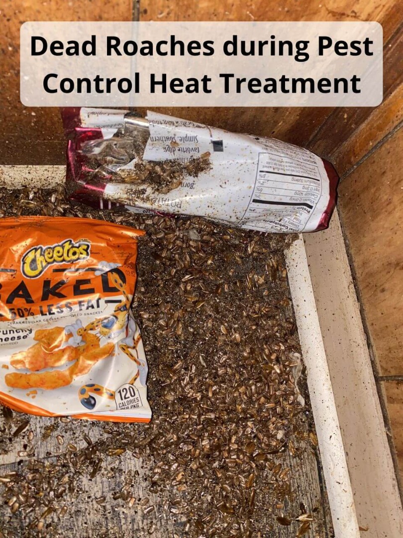 dead roaches pest control heat treatment