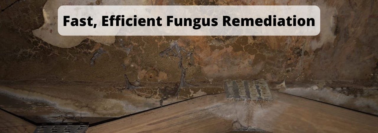 Fungus Remediation in Chattanooga