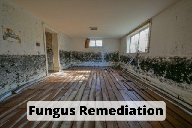 Fungus Remediation