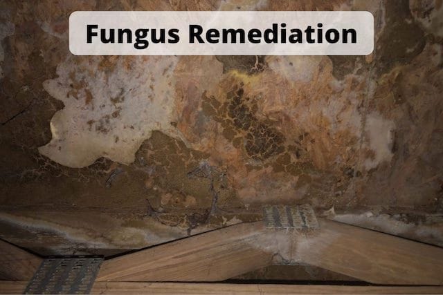 Fungus Remediation in Scaife