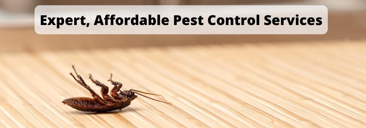 Pest Control Service in Wooded Acres