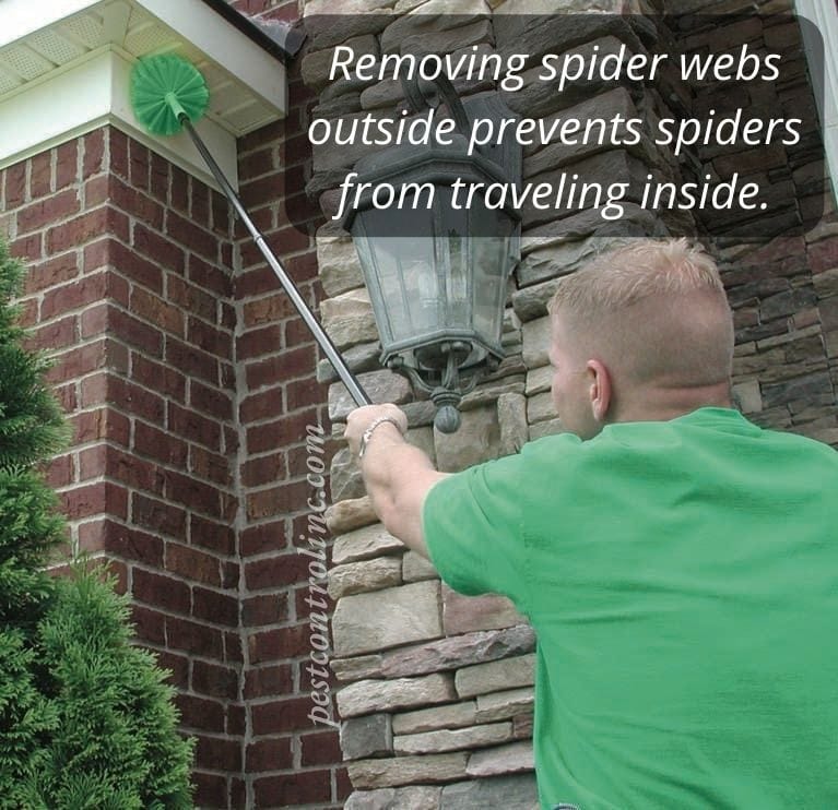 Pest Control remove spider webs