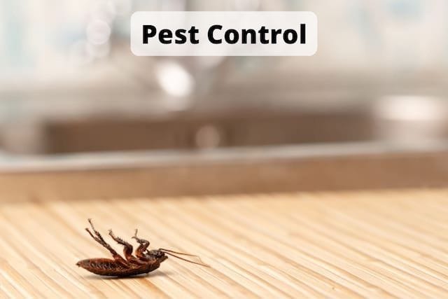 Pest Control in Benjestown 