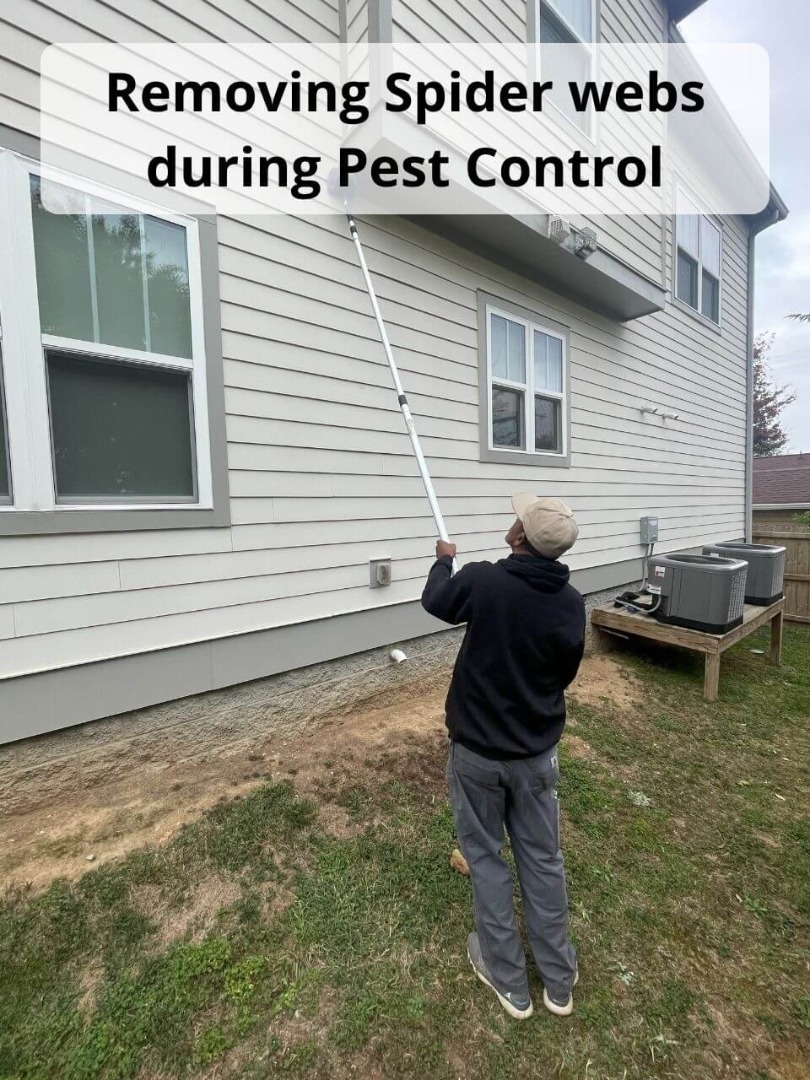 removing spider webs during pest control service