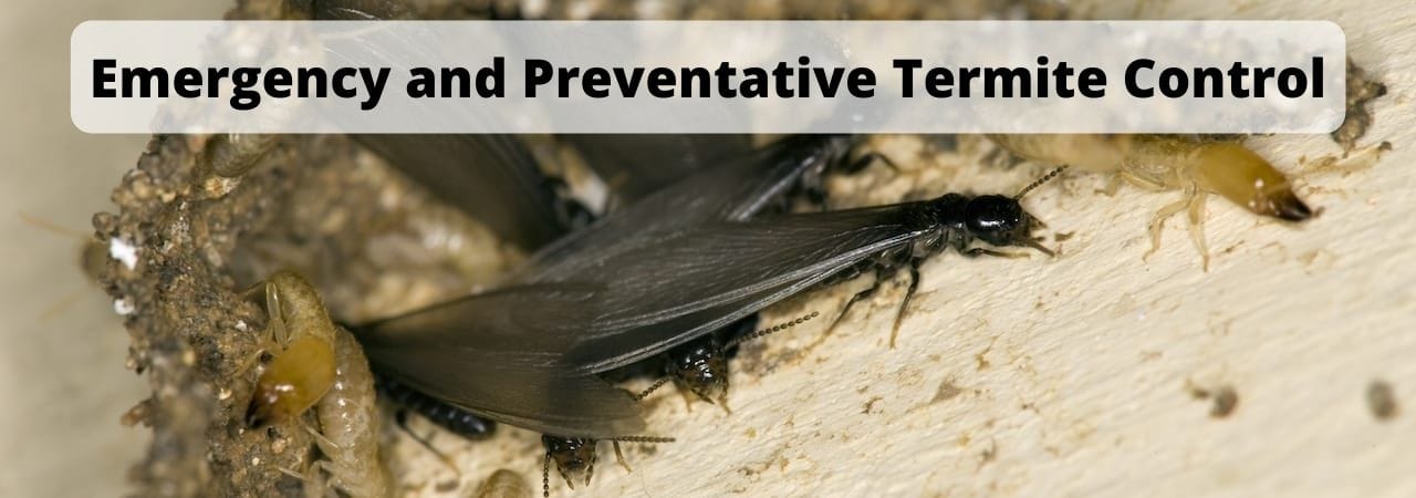 Termite Control in Wooded Acres